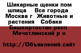 Шикарные щенки пом шпица  - Все города, Москва г. Животные и растения » Собаки   . Башкортостан респ.,Мечетлинский р-н